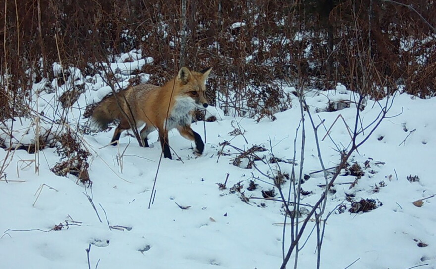 A red fox in its winter coat walks from a forest edge into an open area covered in snow.