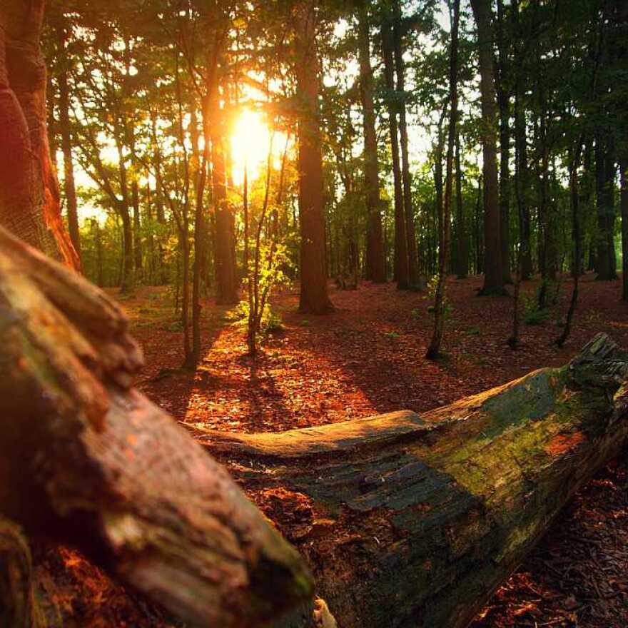 1817795975-landschaften-wald-abend-untergehende.jpg