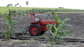 A farmer prepares a field for his banana crop, Thursday, Oct. 19, 2017, on the south side of Lake Okeechobee, near Lake Harbor, Fla. 