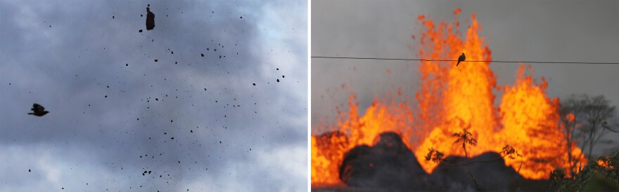 Birds fly past pieces of lava erupting from a Kilauea fissure.