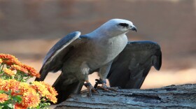 Audubon Connecticut officials say they recently spotted a migrating Mississippi kite, a species that's expanded its breeding range out of the central and southern U.S. in recent years.