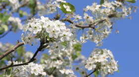 Flowers on a Callery pear tree also known as a Bradford pear, 2007.