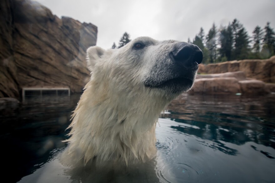 Nora the polar bear takes a dip in one of the chilled saltwater pools at Polar Passage. Photo by