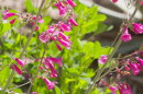 AZILL Desert Plants – Parry’s Penstemon  hero 