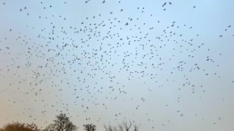 This year, the city of Galesburg is trying something new to deter crows from the downtown area.