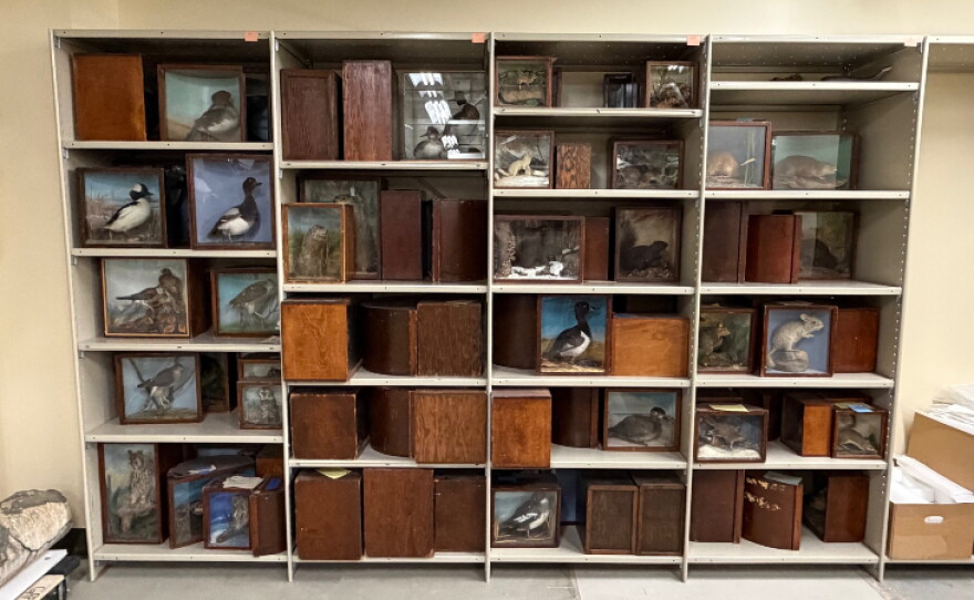 Various artifacts and specimens from the Grand Rapids Public Museum Archives.