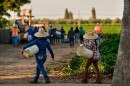 Migrant farmworkers head to pick crops on an early morning in Fresno, Calif., on July 18, 2025.