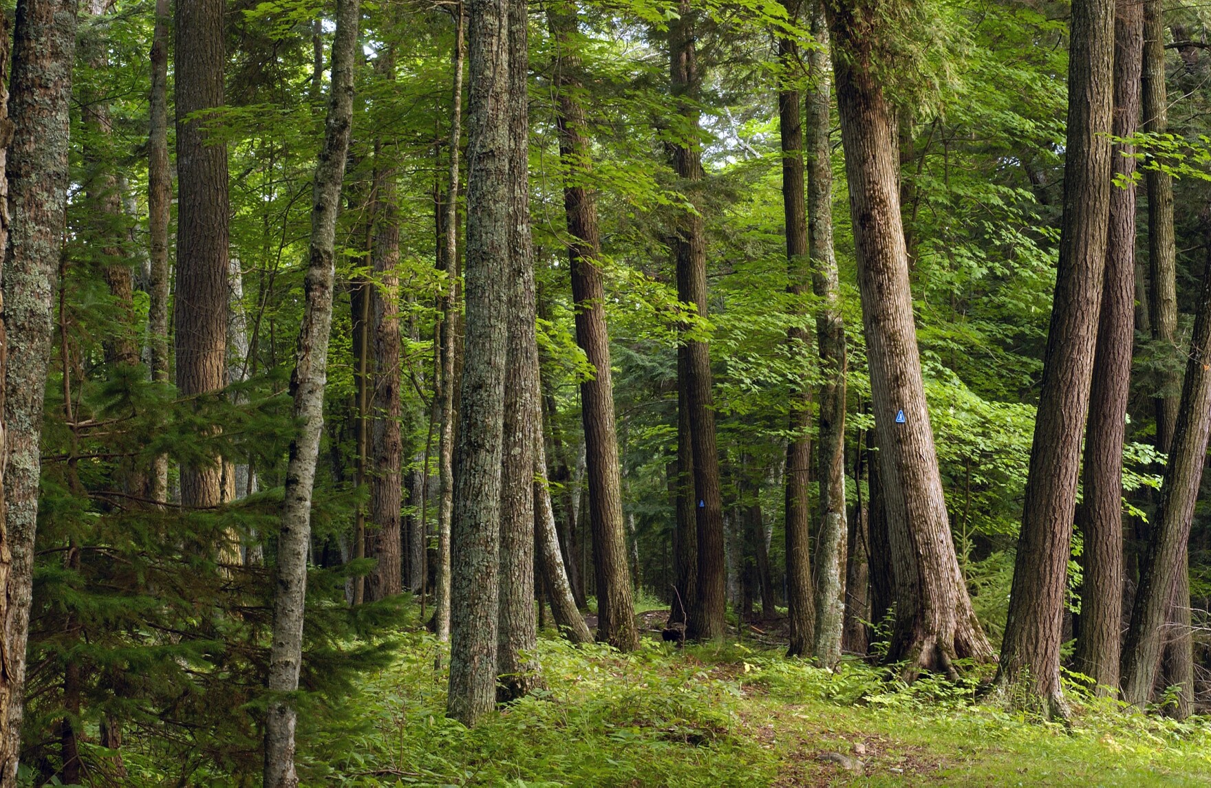 #39 School forest #39 in Leelanau may become housing Interlochen Public Radio