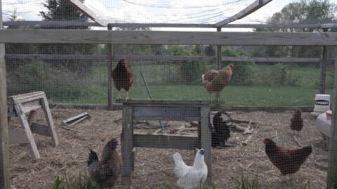 Stacey Wiseman allows her chickens to roam around the field.