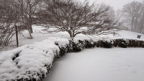Snow falls in a forested area during winter storm on January 31, 2026.