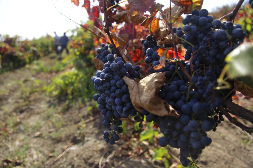 Grapes to make cabernet wine are readied to be harvested in southern Moldova in 2009. Only 3.6 million people live in Moldova, but the country is ranked 14th in the world among wine producers.