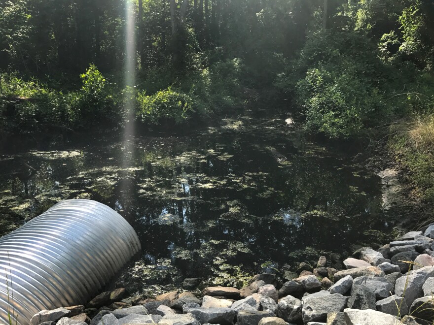 A series of newly installed water control structures are re-wetting parts of the Great Dismal Swamp that have been drained by previous generations.