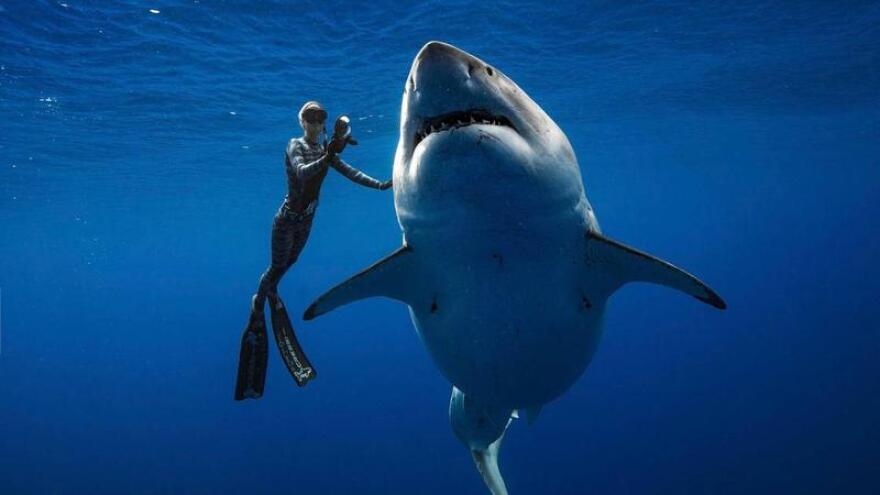 Ocean Ramsey, a shark researcher and advocate, swims with a great white shark off the shore of Oahu. Ramsey told AP earlier this month that images of her swimming next to a huge great white shark prove that these top predators should be protected.