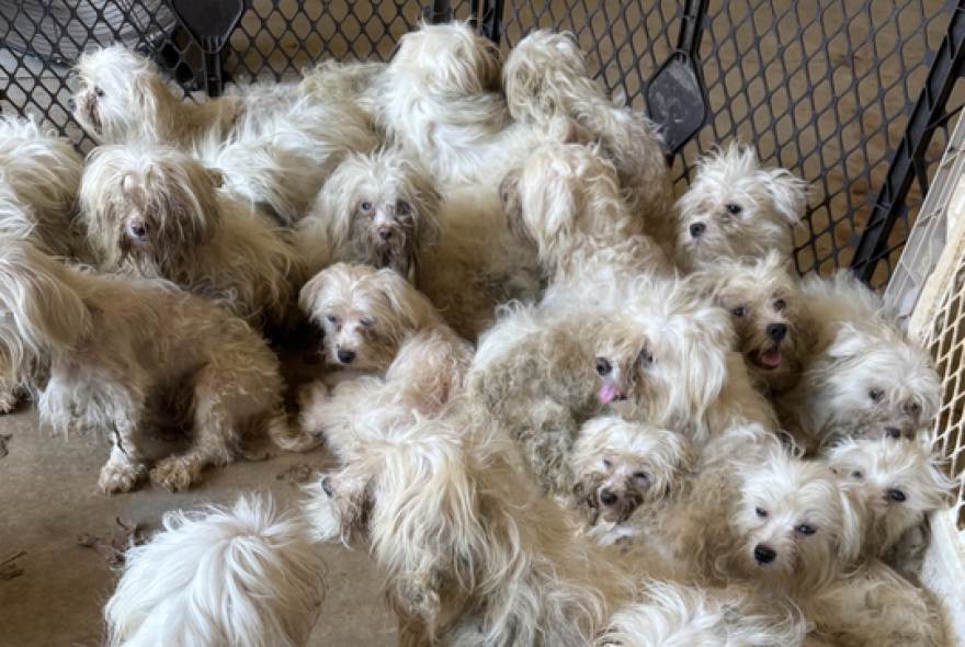 A photo from Add Love Pets, LLC, this week.