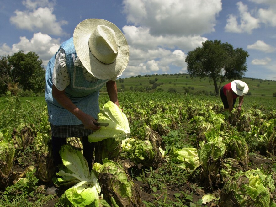 Farmhands at work in Tlaxcala, Mexico. The FDA said Saturday it would step up its surveillance of "green leafy products" from Mexico, after a rare parasite linked to a lettuce supplier there caused illness in more than 400 people in 16 U.S. states.