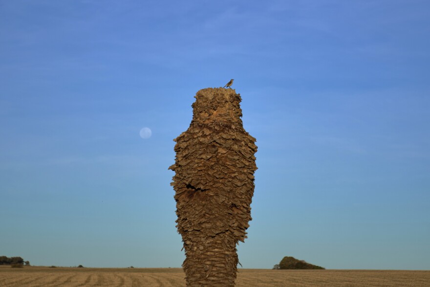 A bird perches on the trunk of a dead palm tress