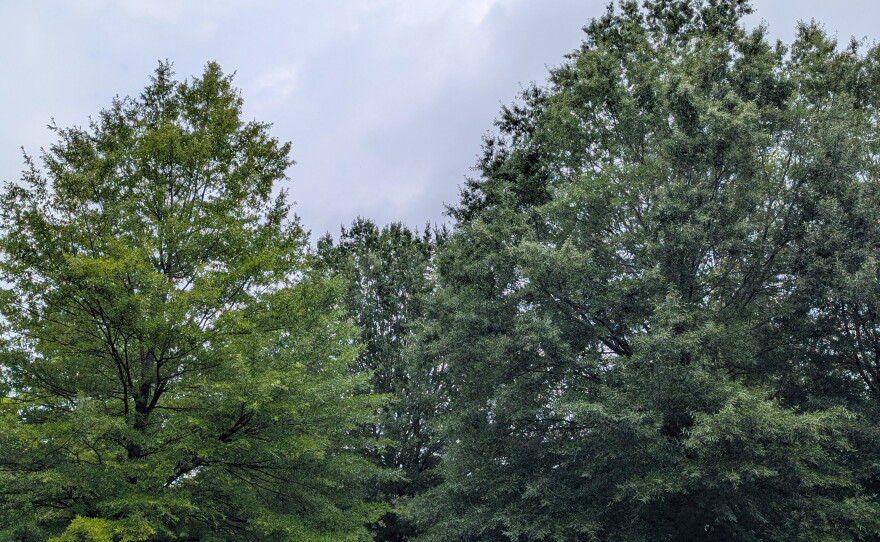 A variety of trees in a Roanoke neighborhood during the summer of 2026