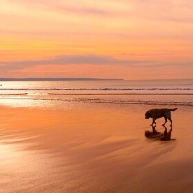 Woman and dog walking along a beach