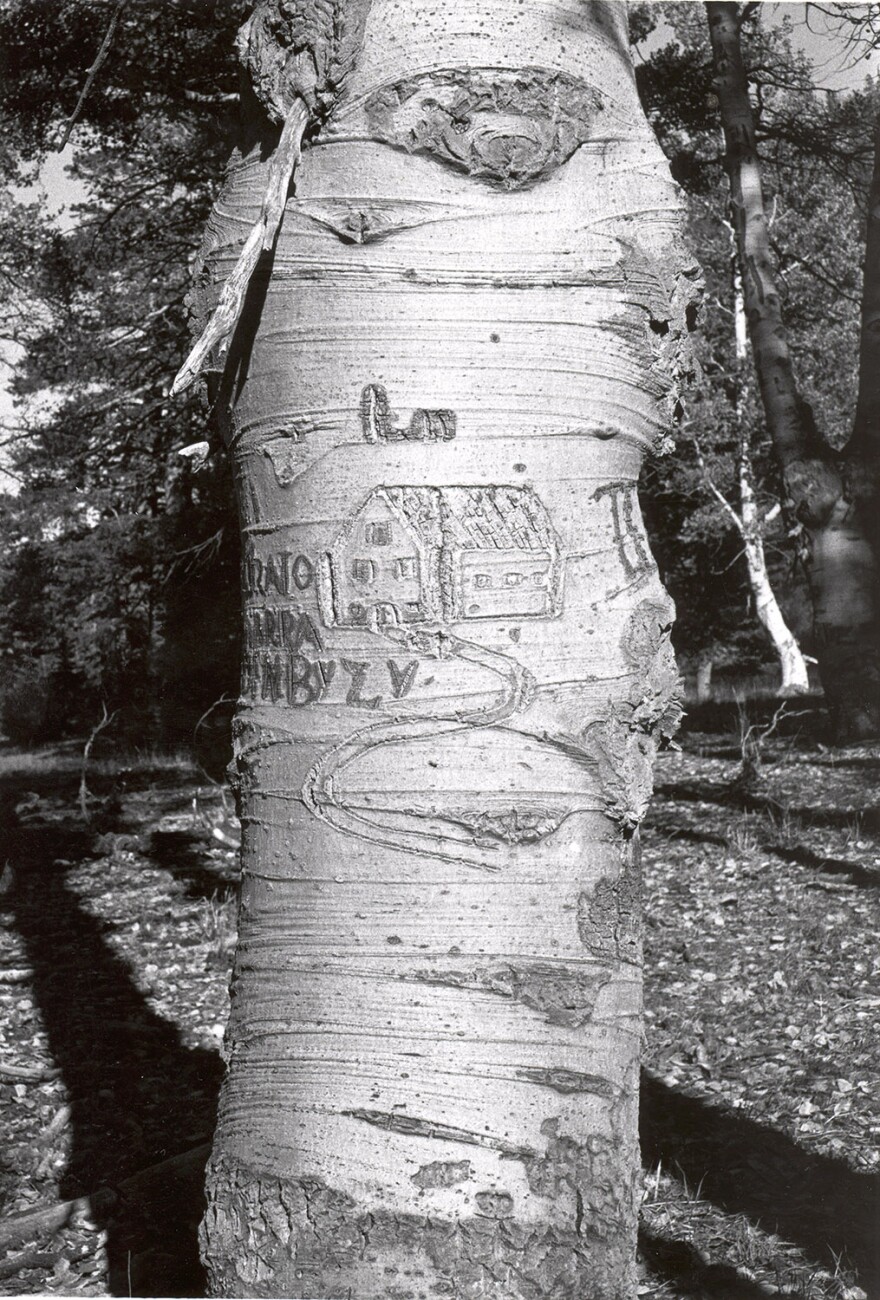 A building structure carved into an Aspen tree.