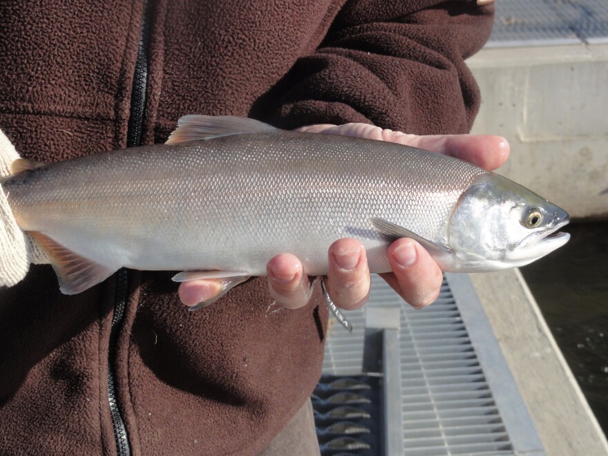 Utah DWR launches live underwater camera to watch kokanee salmon spawn in  Strawberry Reservoir