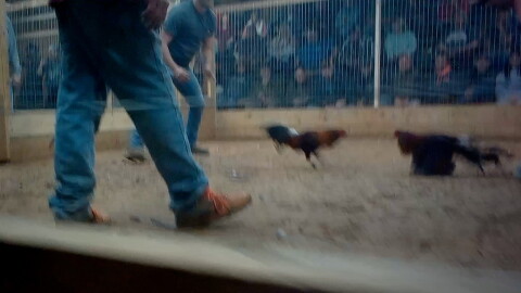 Undercover footage of a cockfight at a Kentucky pit.