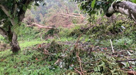 Hurricane Lala toppled trees at the Rancho Aloha farm in Holualoa on Hawaiʻi Island (August 26, 2026).