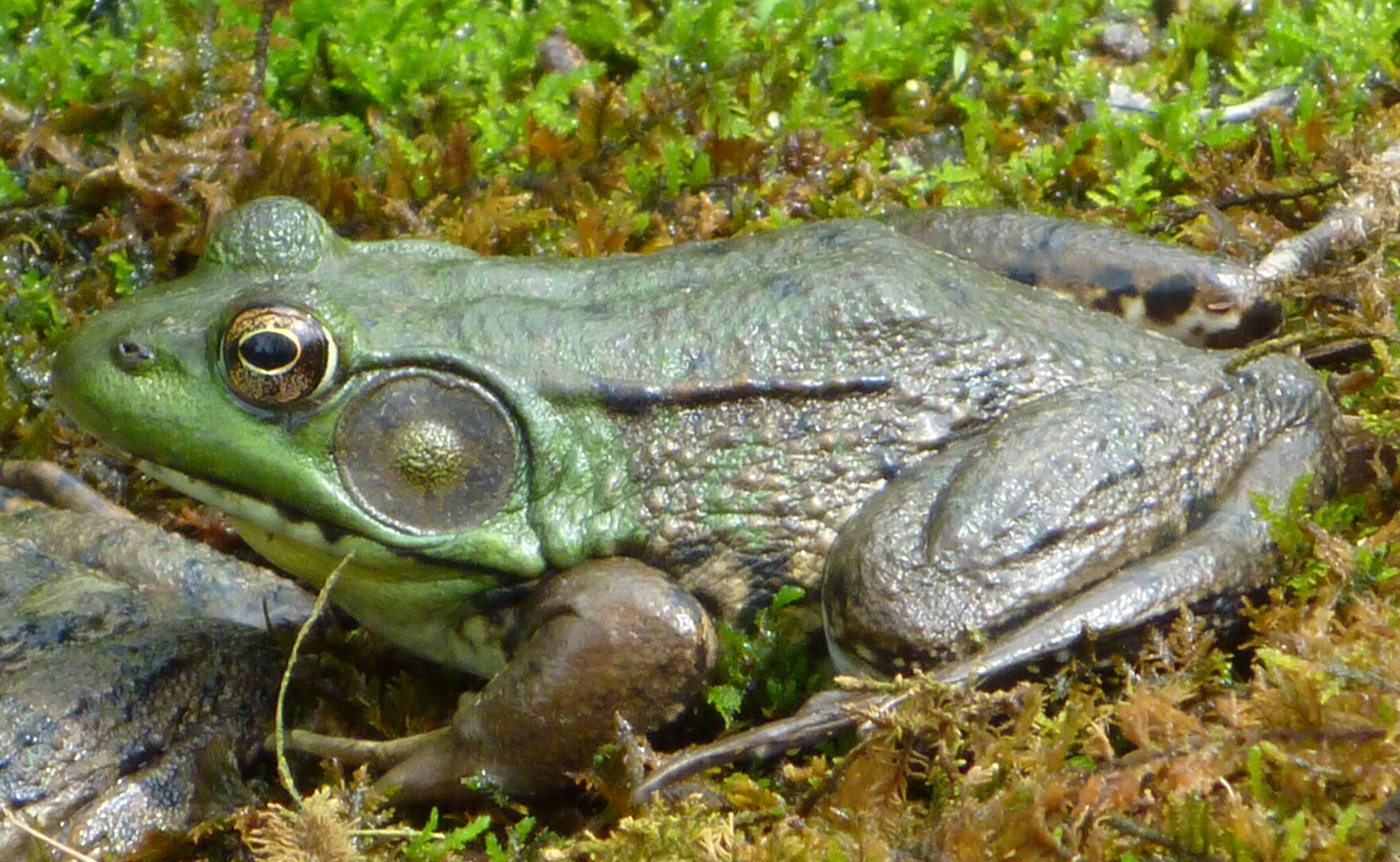 Green Frogs South Carolina Public Radio