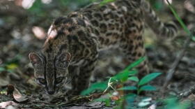 A small spotted wild cat identified as a new species, Leopardus tilcayo, walks inside Senda Verde wildlife sanctuary in Bolivia's Yungas region, near Coroico, Sunday, Sept. 20, 2026. (Juan Karita/AP)