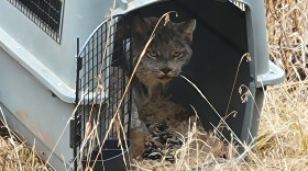  A Canada lynx is released into Washington's Kettle River Range. The Colville Tribes are relocating lynx from Canada, with a goal of transporting 10 lynx per year.