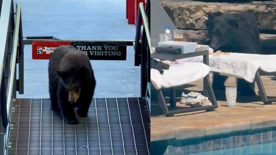 Side-by-side images of a bear on a doc and a bear eating food off of a poolside lounger.