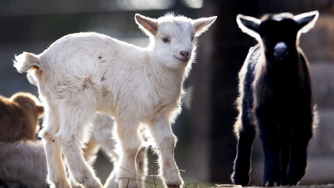 2 baby goats