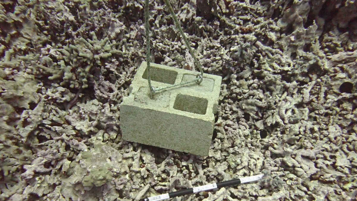 Canoe cinder blocks damage up to 60 coral colonies on Hawaiʻi Island - Vimarsana News