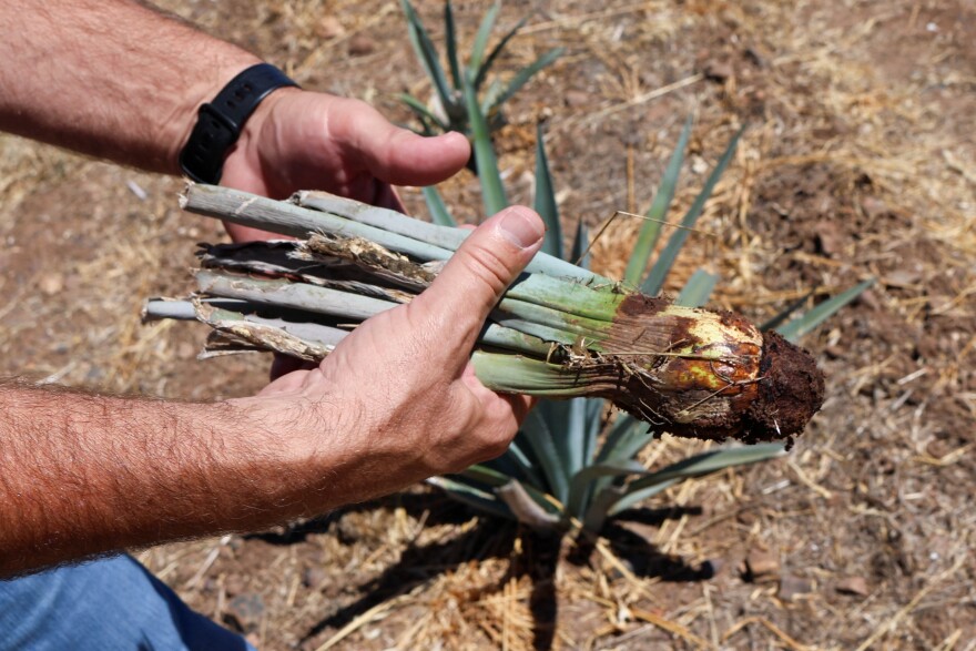 Hunt holds one dried up agave plant on his property that might have suffered frost damage or been eaten by crickets.