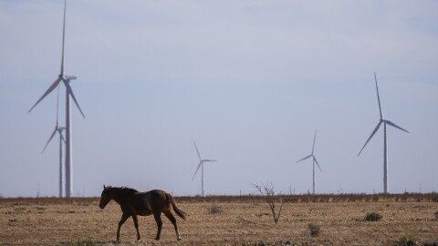 A horse and wind turbines are seen on a field.