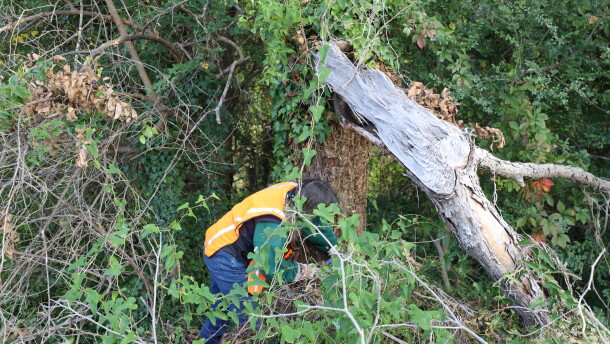 Ruth Amundsen works to remove ivy on a tree off of Tidewater Drive in Norfolk on Sunday, Oct. 18, 2026.