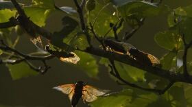 Two broods of cicadas, one on a 13-year cycle, the other on a 17-year cycle, will emerge from the ground this spring and summer at the same time.