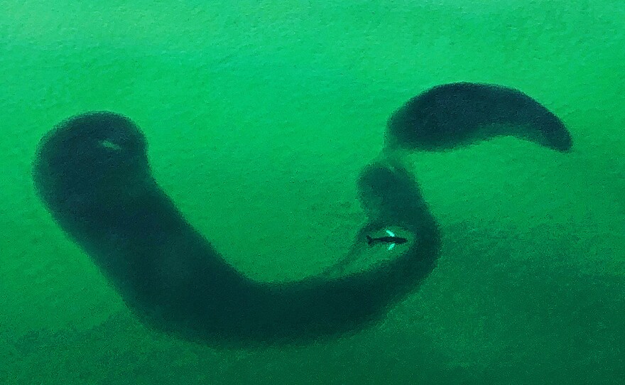 Paul Rifkin took this photo of a whale eating through a pod of fish from his friend's helicopter. The pod of fish is so large, Rifkin says, that it "makes the whale look like a guppy."