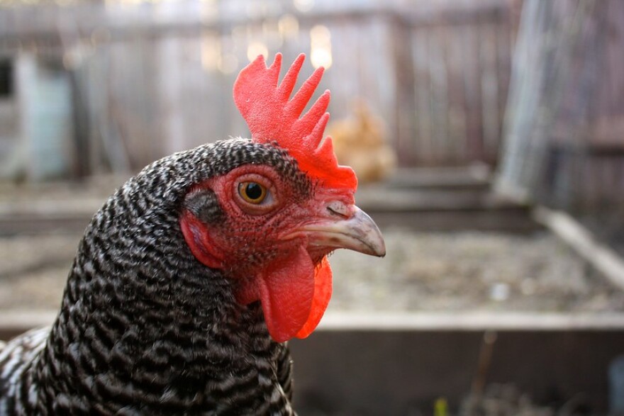 A chicken with a blurry backyard in the background