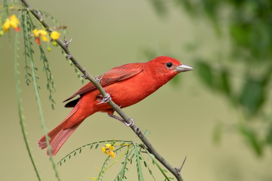 FILE - A summer tanager.