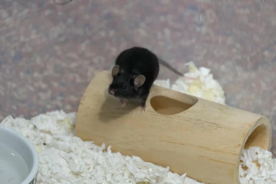 The New Hampshire SPCA found itself with more than 850 mice and rats in its care last month. It's hoping to find homes for the remaining rodents this weekend
