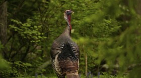 A wild turkey pauses alone the woods edge, Wednesday, May 7, 2025, in Cincinnati.