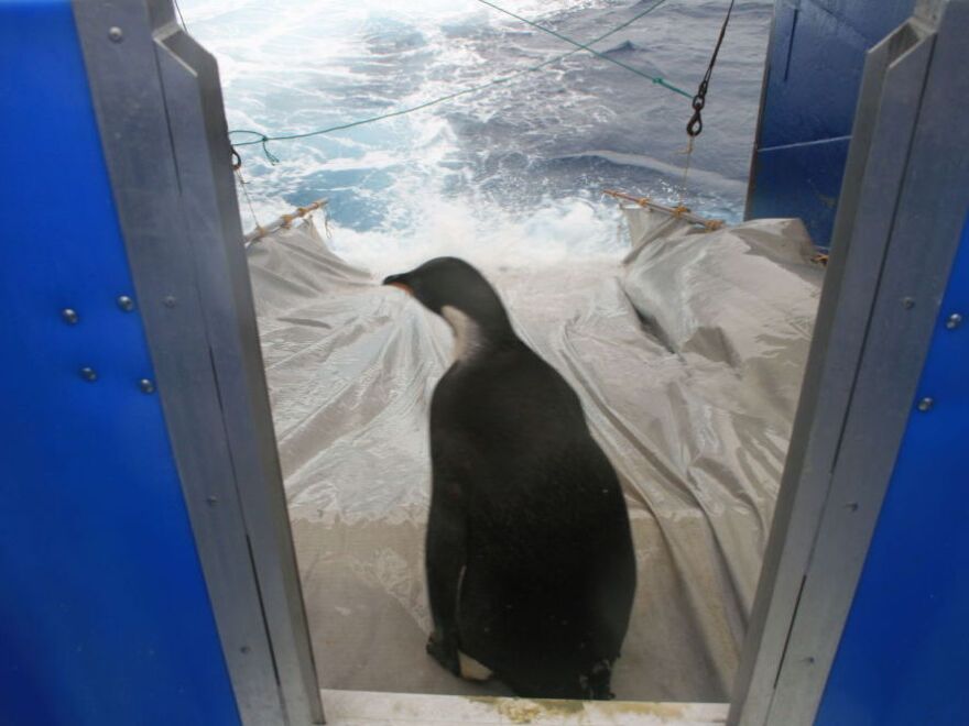 The pause before the plunge: Happy Feet hesitated, and needed a little nudge from a handler, before sliding down into the sea on Sunday.