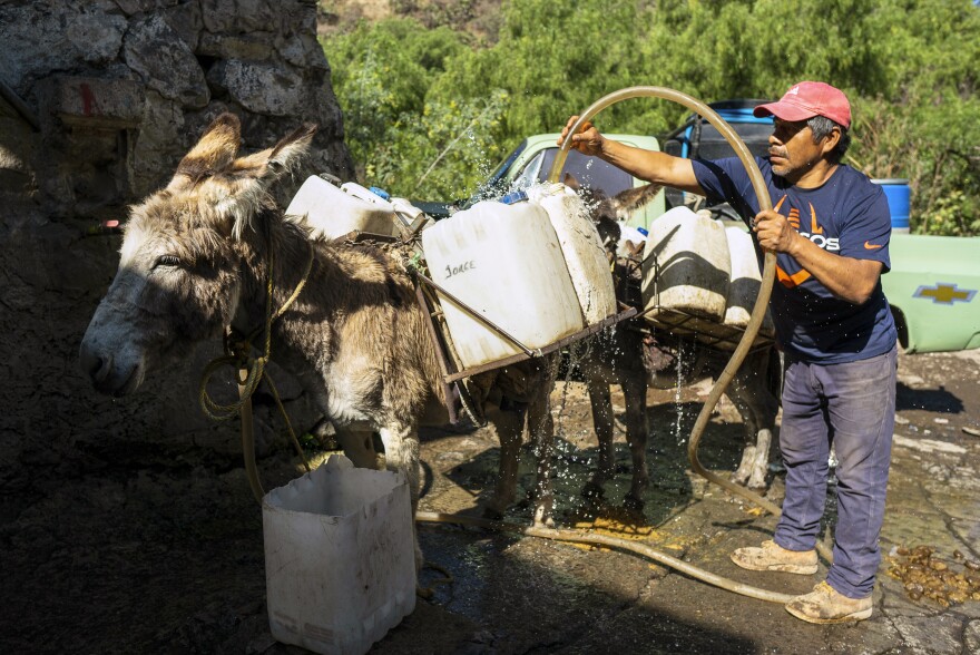 A man fills up jerry cans with full of water in order to bring water to homes in Xochimilco. Each donkey transports up to 80 liters of water per trip to be able to supply families living in Xochimilco, Mexico.