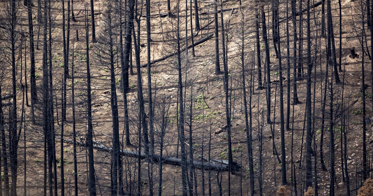 Study: the number of wildfires is declining while acres burned by them is rising