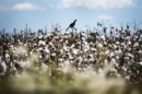 A medium-sized bird, perhaps a mockingbird or a grackle, perches atop a plant in a dense cotton field under a light blue sky.