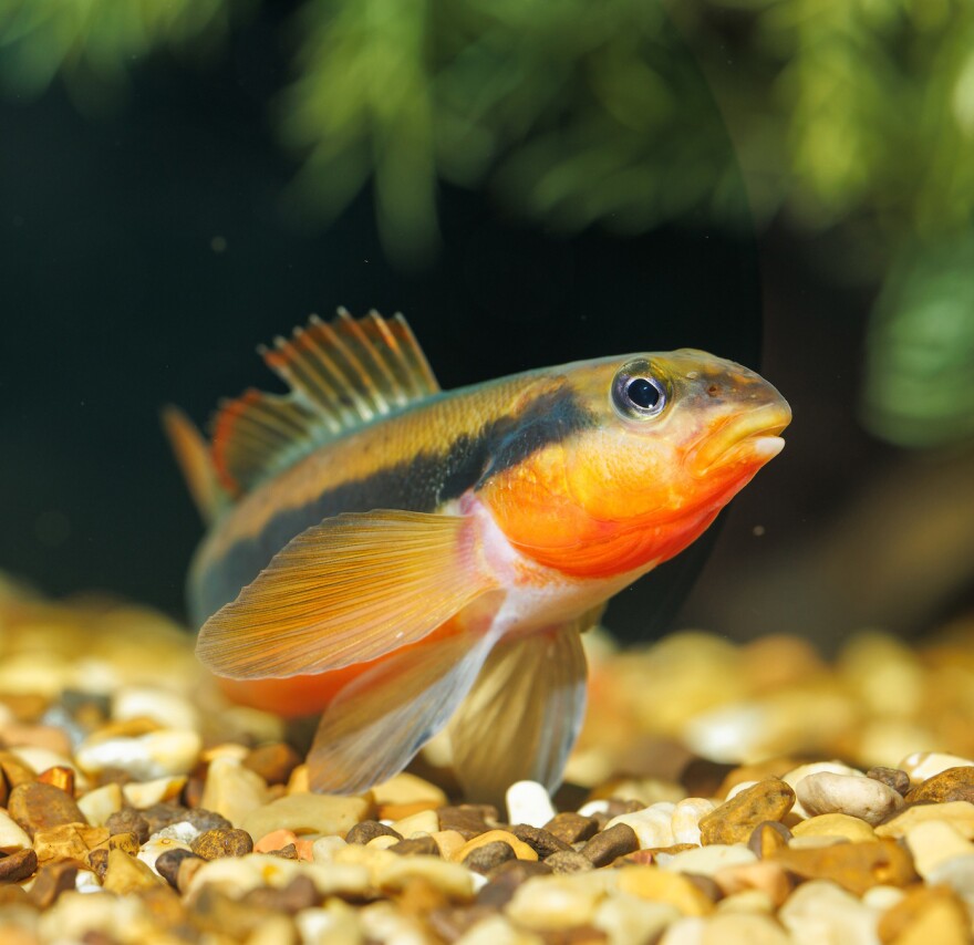 Tangerine Darter (Percina aurantiaca)