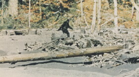 A grainy picture of a hairy creature walking through a forest.