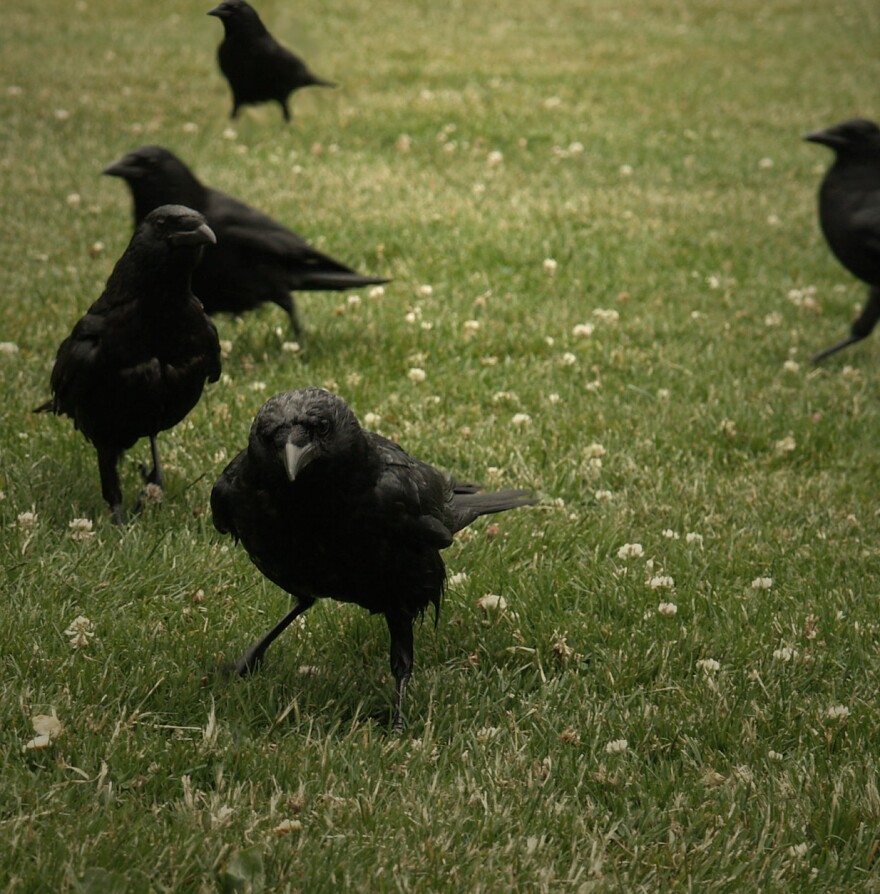 Crows