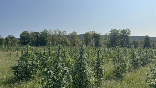Cannabis plants at Mystic Meadows in Hopewell Junction