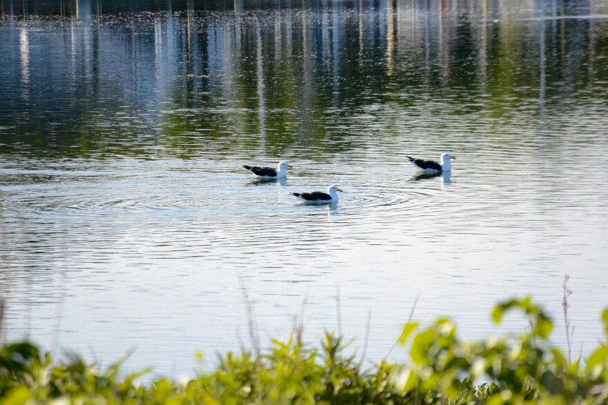 Black-bellied gulls in Stony Brook Harbor — Stony Brook, N.Y.